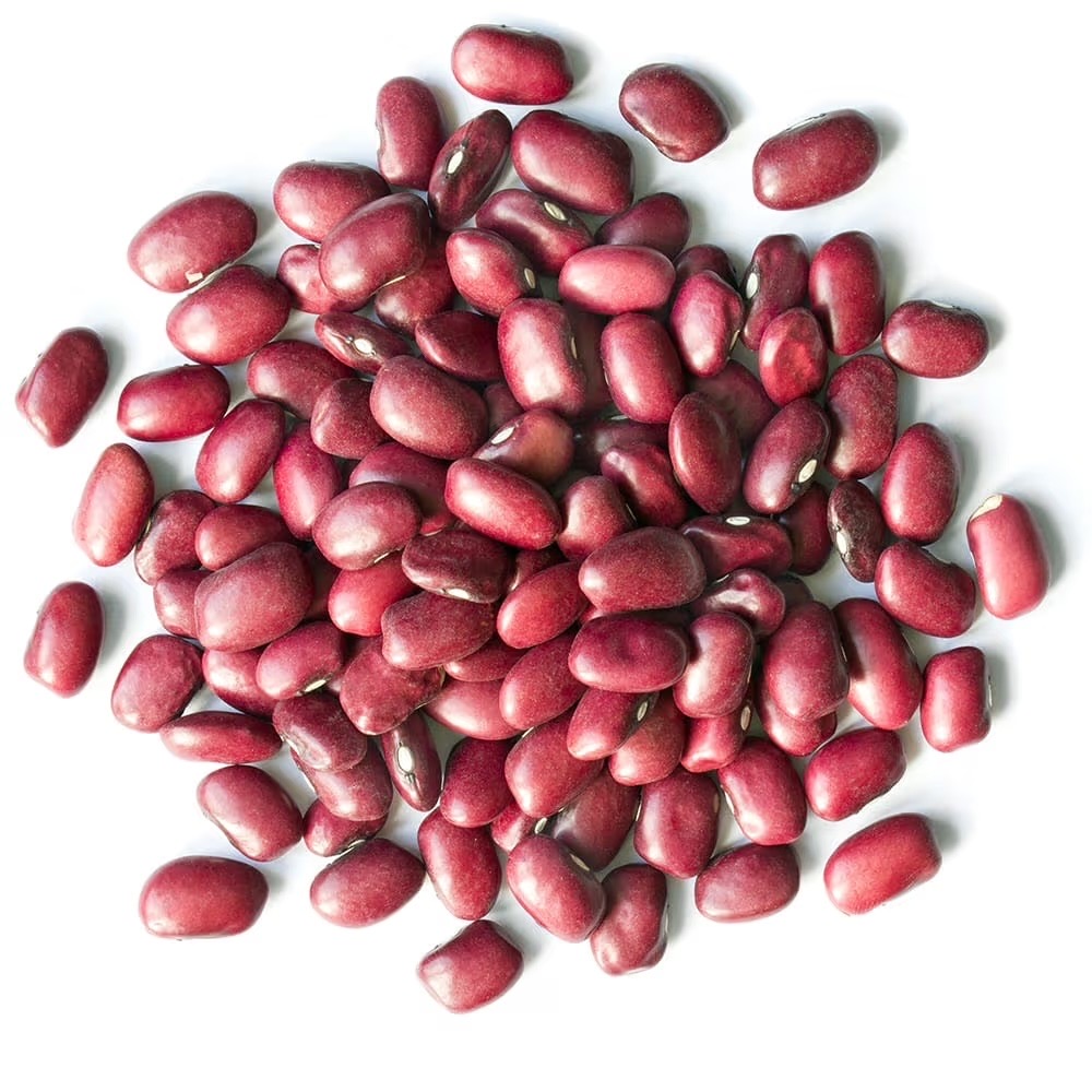 adzuki beans illustration