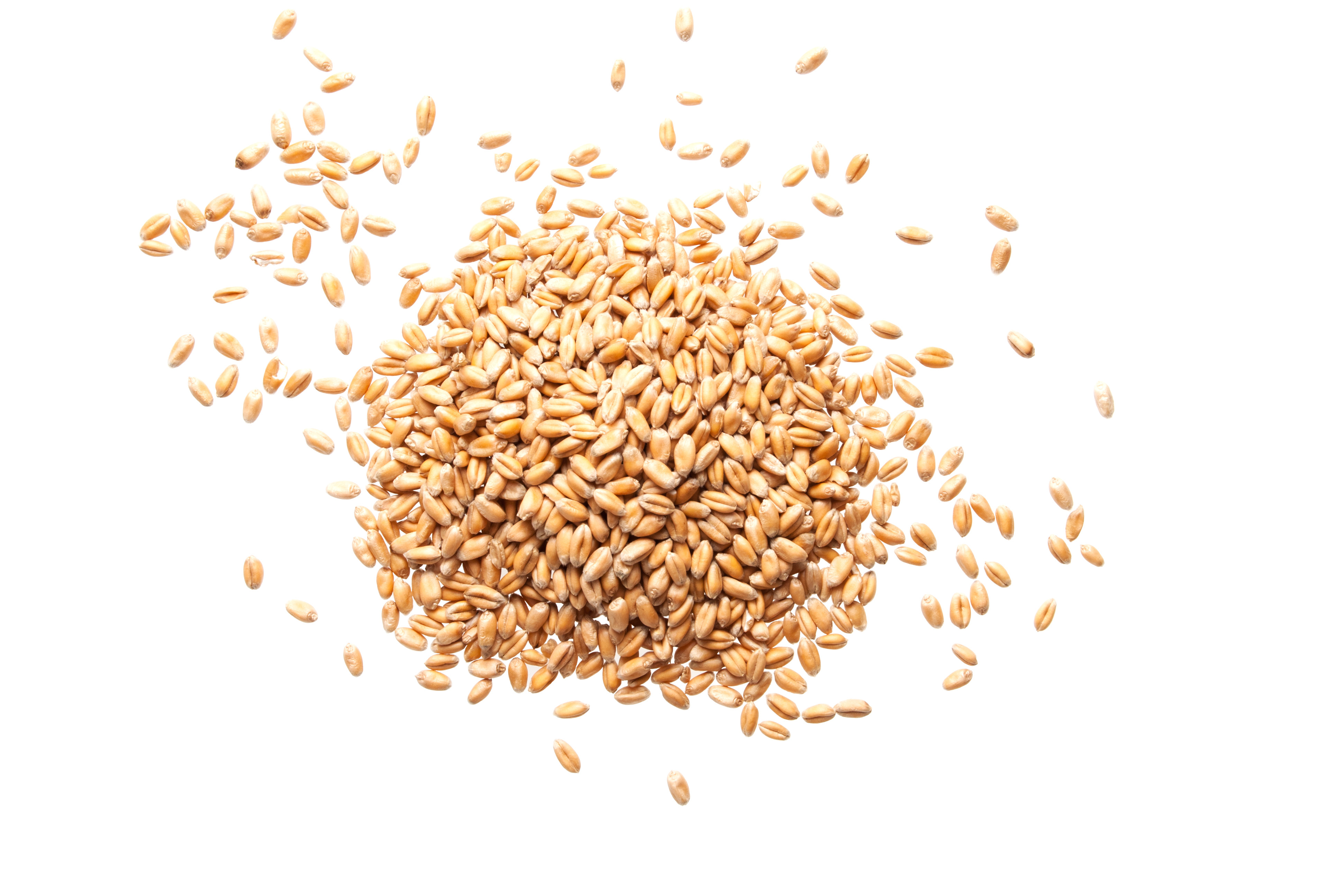 Sesame seeds ingredient photo