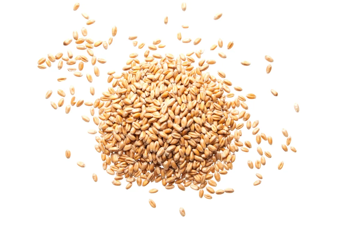 Sesame seeds ingredient photo