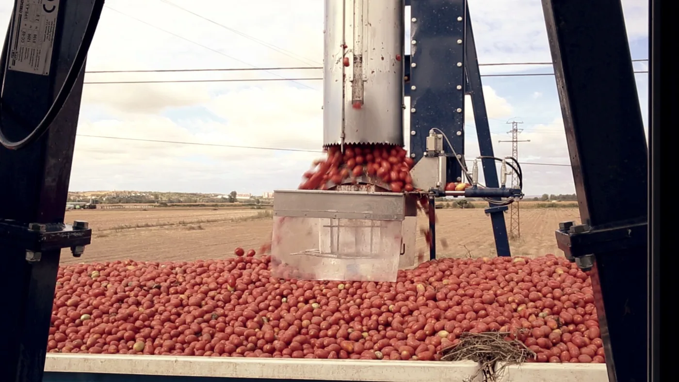 Tomato Pomace for Pet Food: Upcycled Fiber with a Story